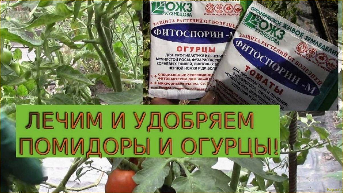 Как правильно поливать помидоры в теплице из поликарбоната, чтобы получить обильный урожай: секреты и рекомендации