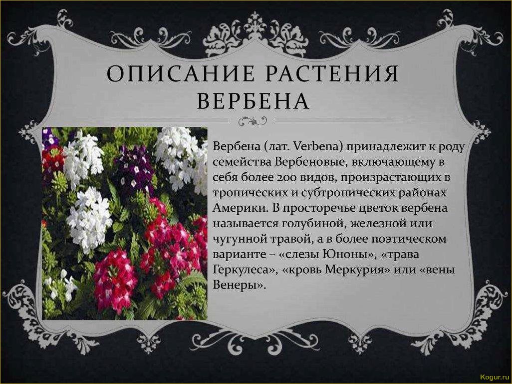 Вербена характеристика. Семейство Вербеновые. Семейство Вербеновые представители. Цветок иранка правильное название. Вербена цветок описание высота.