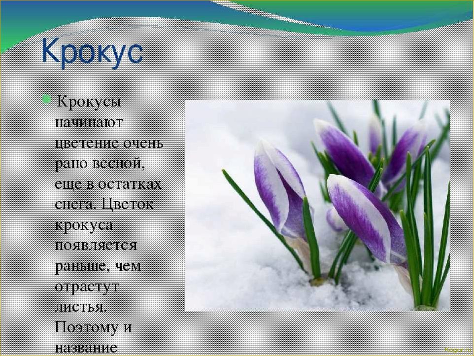 9 правил ухода за крокусом в открытом грунте: весенний привет