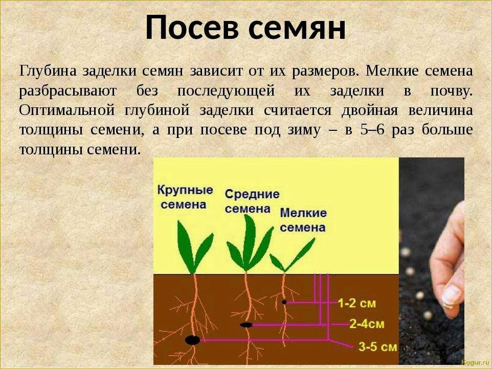 9 правил ухода за крокусом в открытом грунте: весенний привет