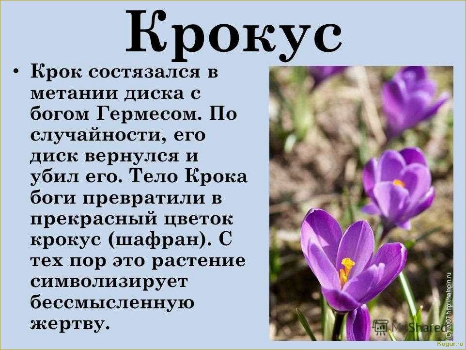 9 правил ухода за крокусом в открытом грунте: весенний привет