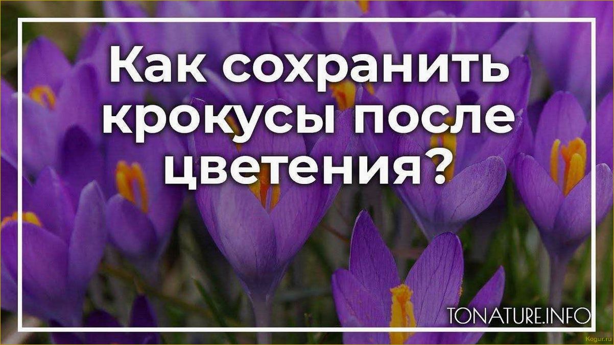 9 правил ухода за крокусом в открытом грунте: весенний привет