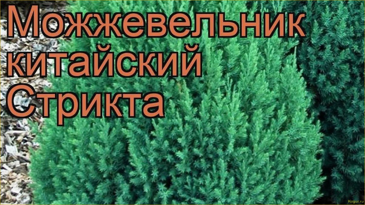 Знакомство с прекрасными сортами можжевельника китайского