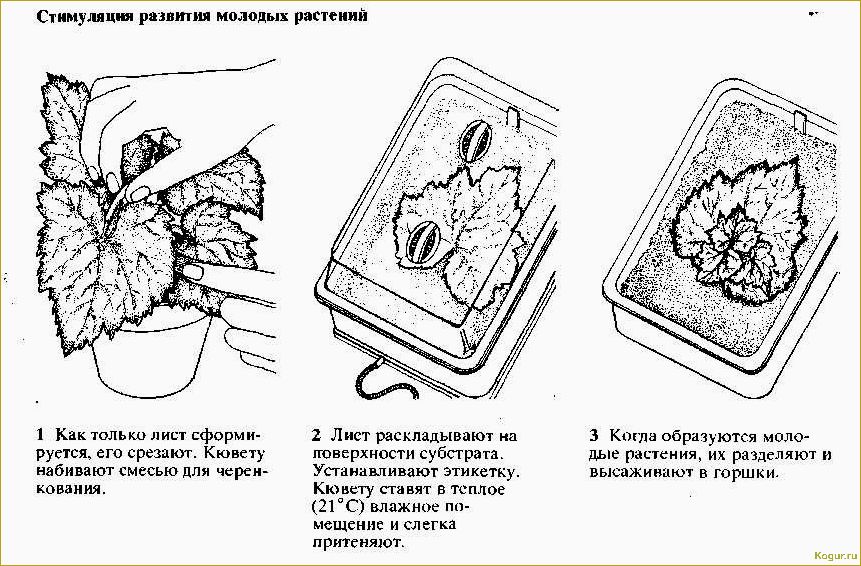 Бегония клубневая: посадка, уход и лечение от паразитов для дома и участка