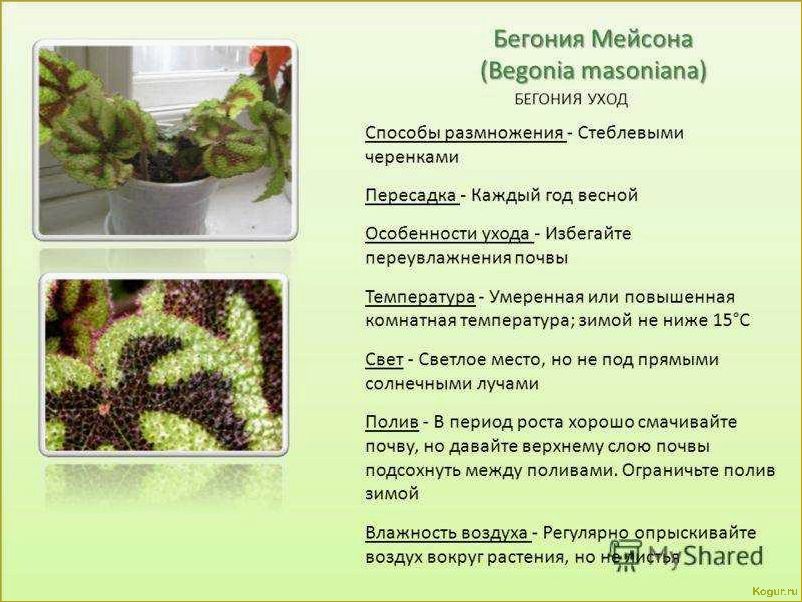 Бегония клубневая: посадка, уход и лечение от паразитов для дома и участка