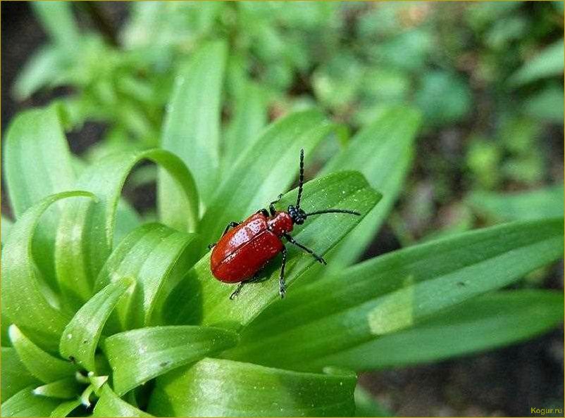 Красные жуки на лилиях: опасность и способы борьбы с ними
