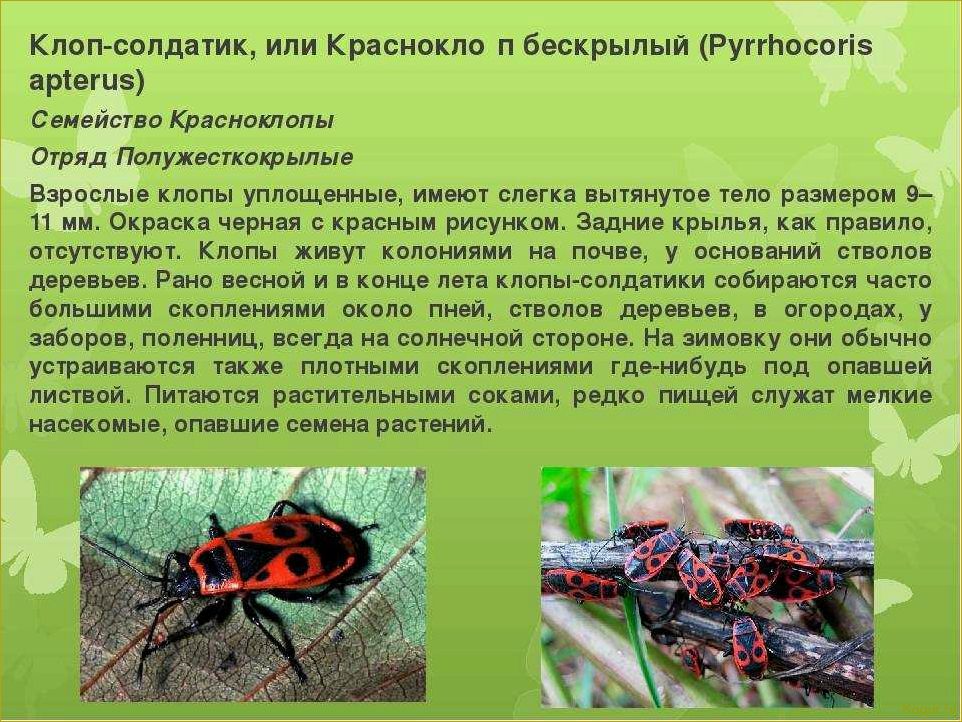 Красные жуки на лилиях: опасность и способы борьбы с ними