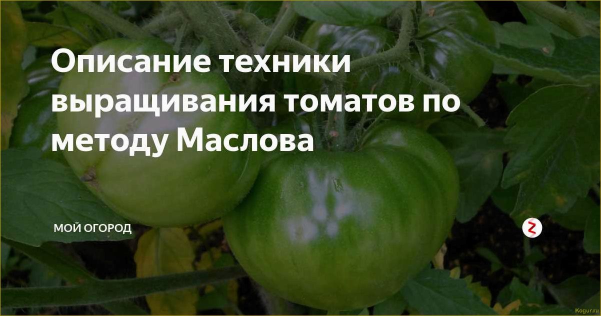 Метод Маслова для выращивания томатов