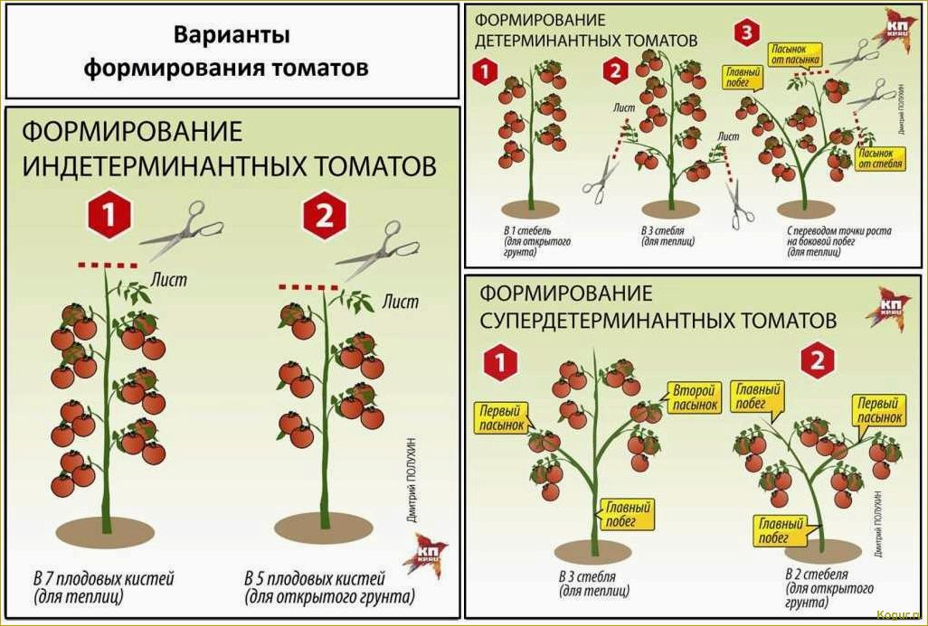 Метод Маслова для выращивания томатов