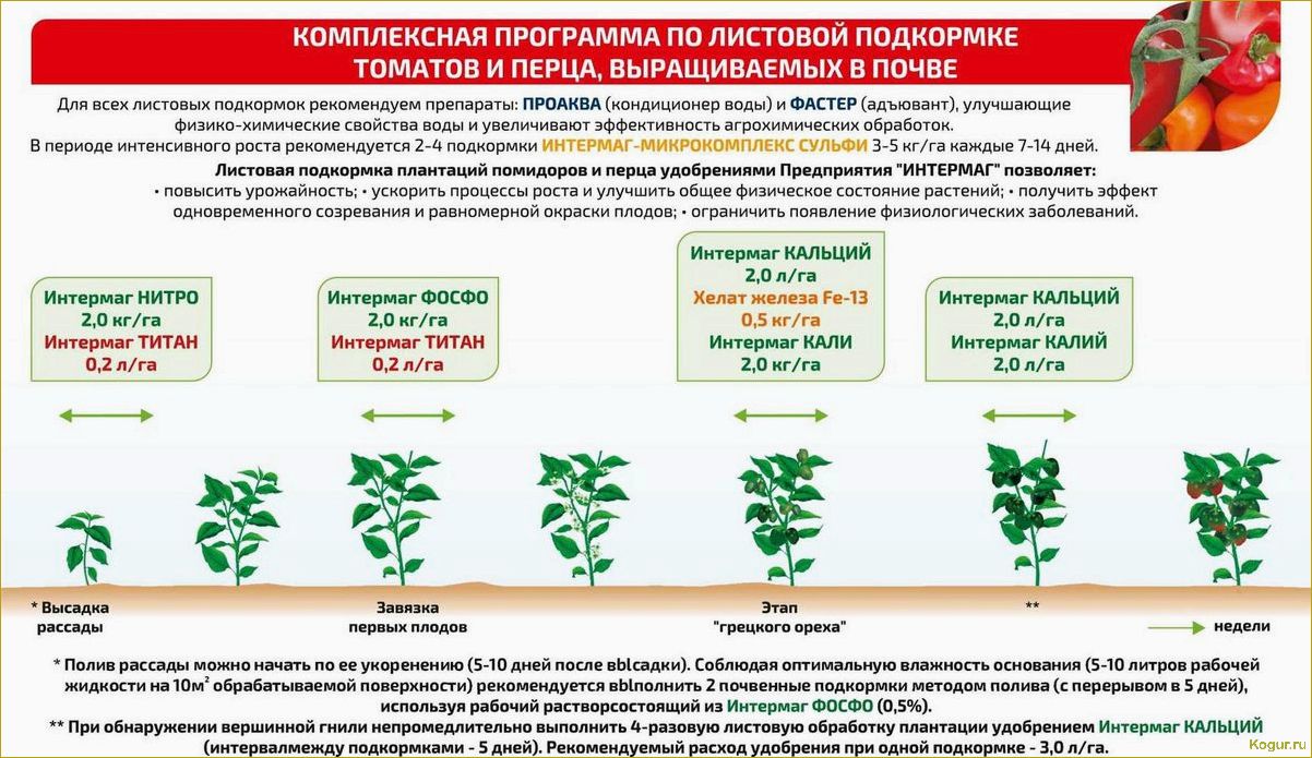 Метод Маслова для выращивания томатов