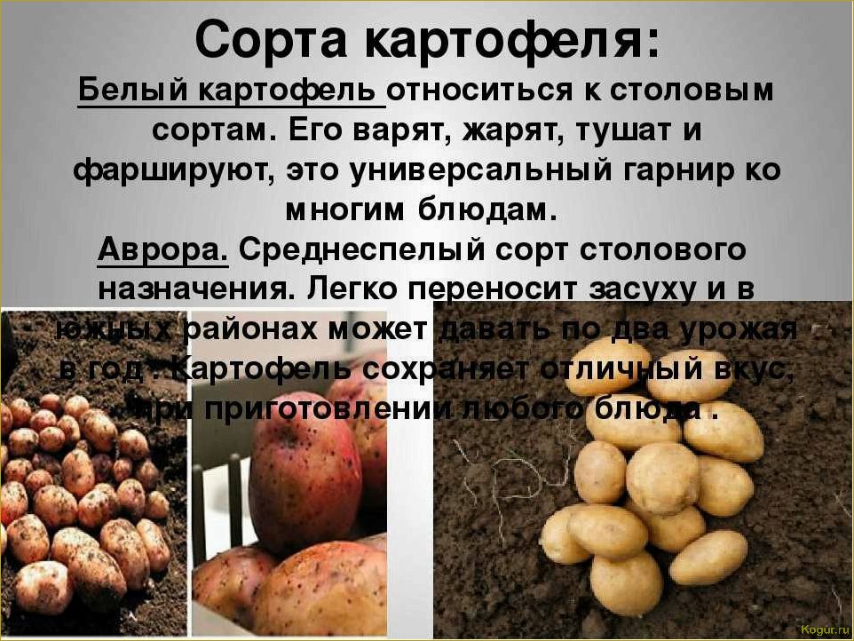 История картофеля в Европе: открытие новых страниц