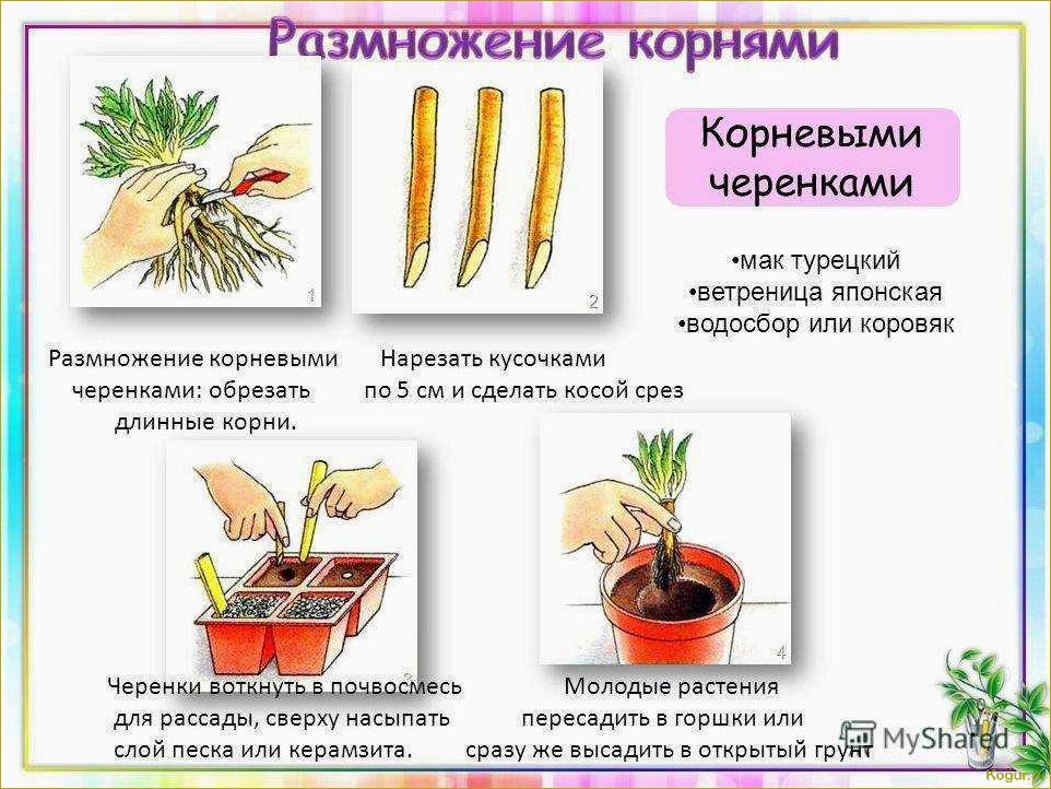 Эремурус — выращивание, уход, пересадка и размножение