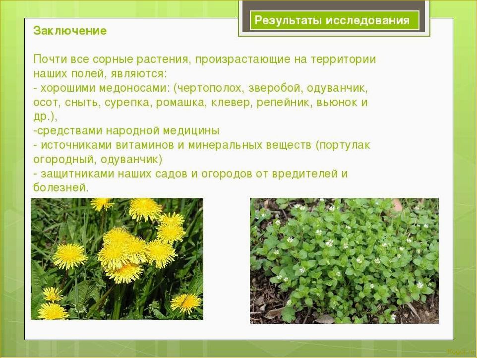 Как эффективно бороться с вьюнком на огороде и избавиться от сорняков