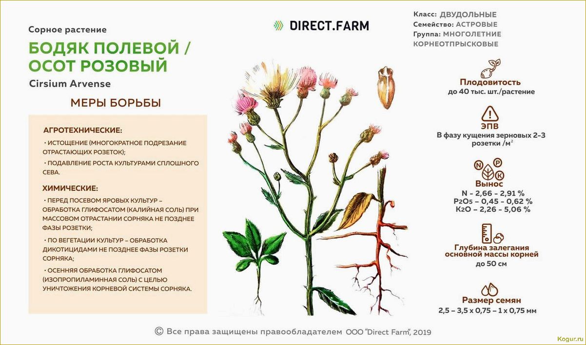 Как эффективно бороться с вьюнком на огороде и избавиться от сорняков