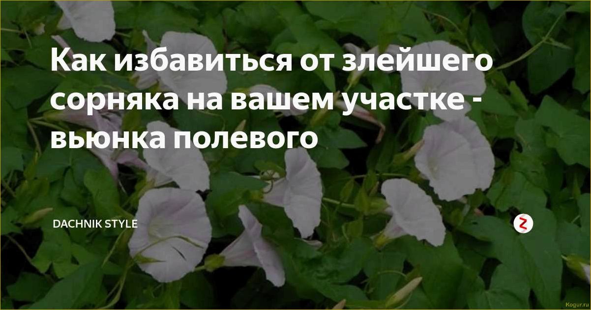 Как эффективно бороться с вьюнком на огороде и избавиться от сорняков