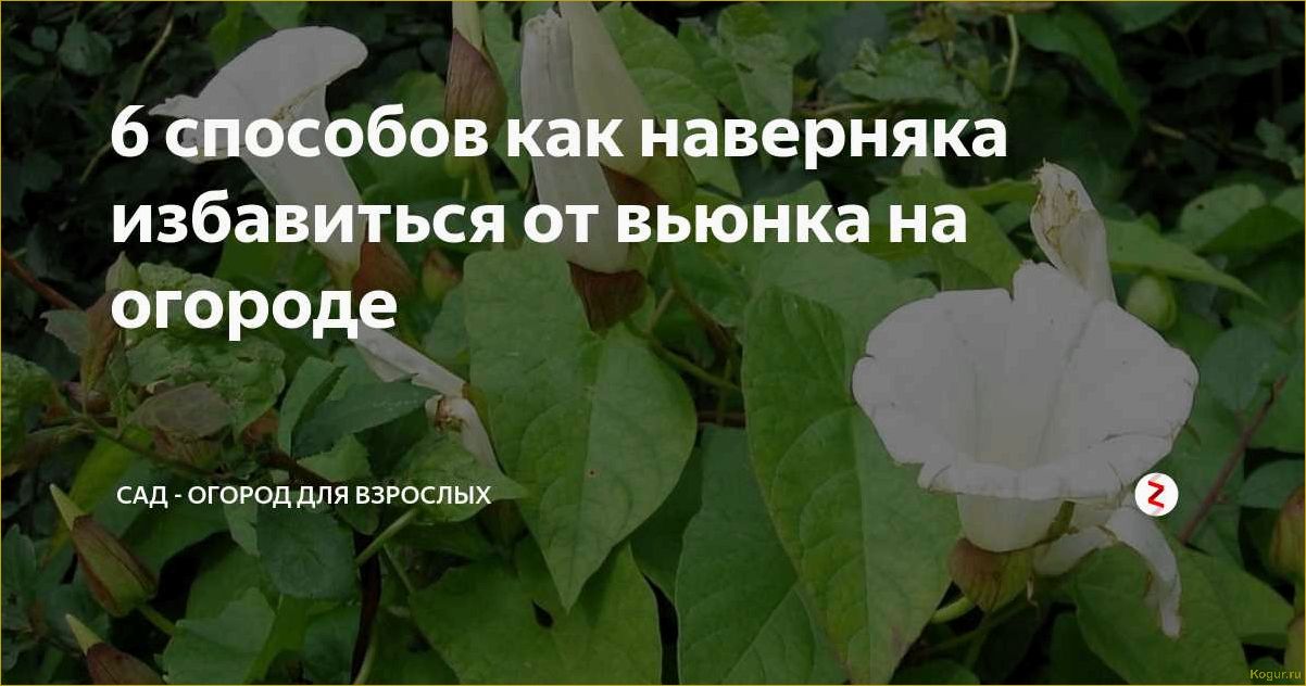 Как эффективно бороться с вьюнком на огороде и избавиться от сорняков