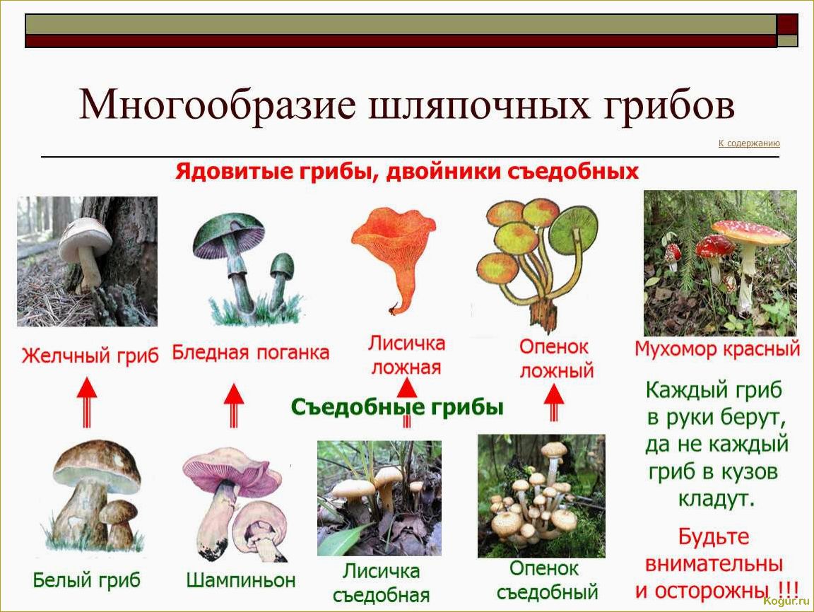 Как научиться распознавать трубчатые грибы