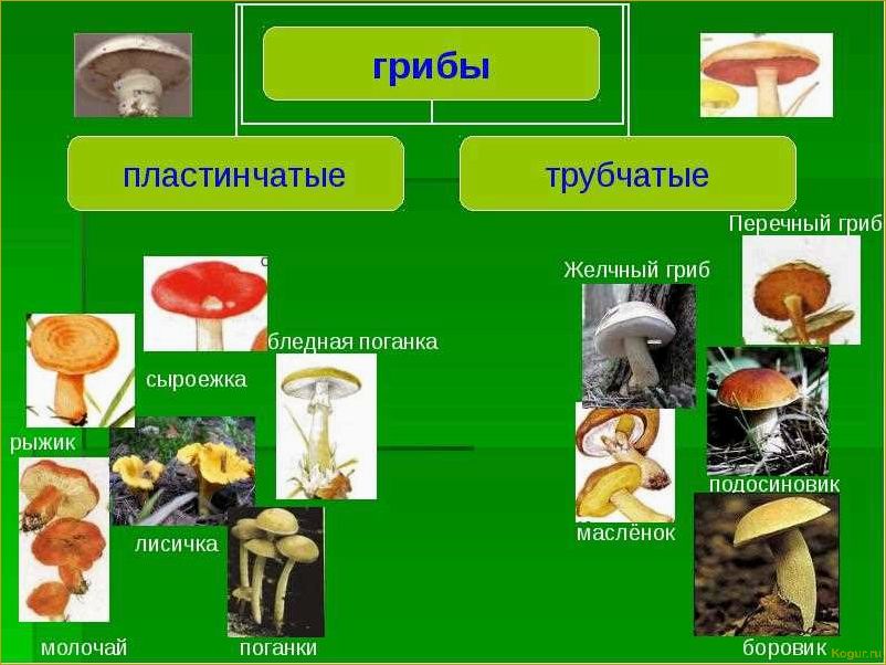 Как научиться распознавать трубчатые грибы