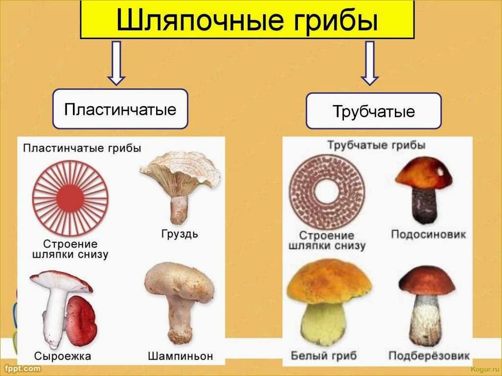 Как научиться распознавать трубчатые грибы