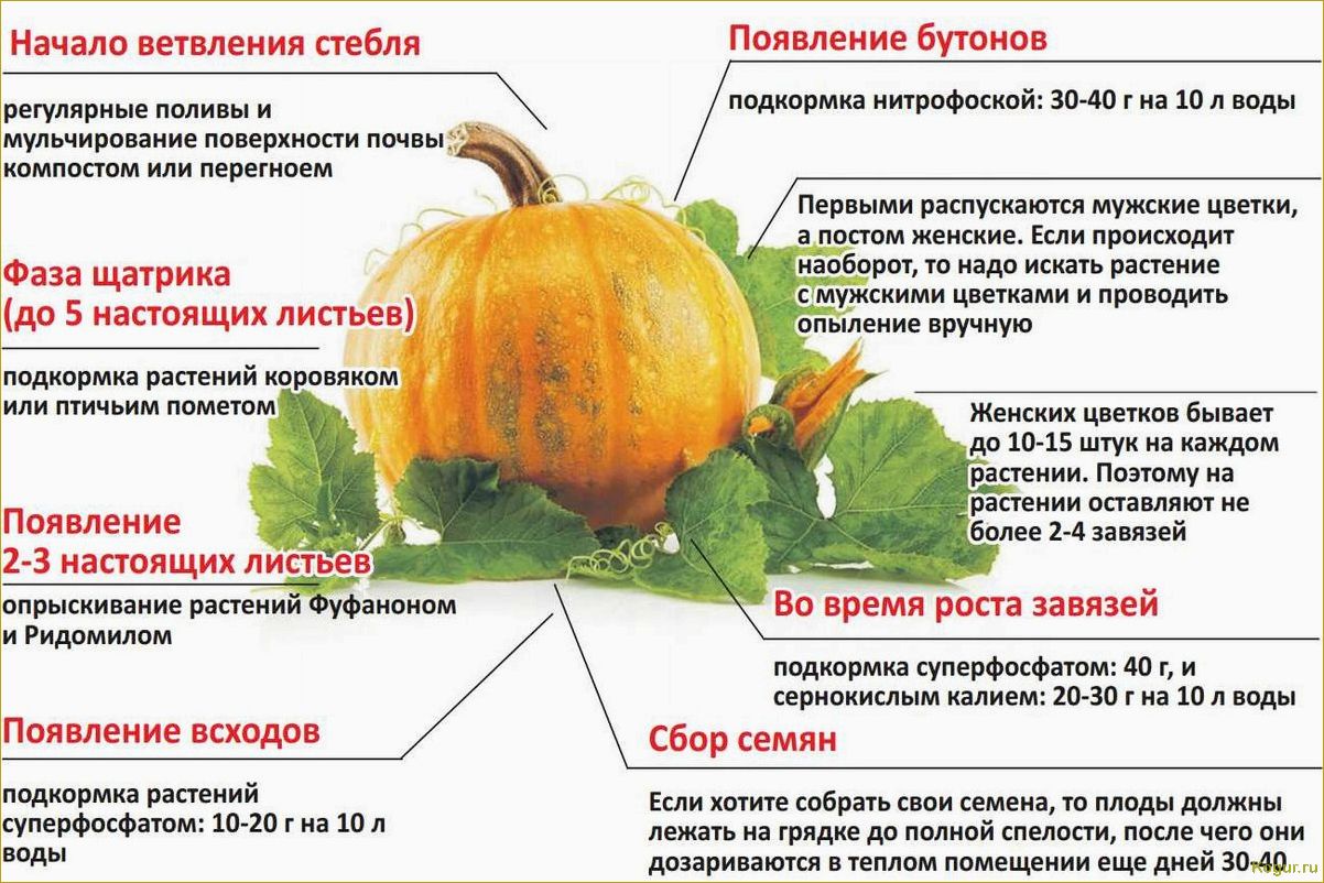 Польза тыквы для организма человека разных возрастных категорий