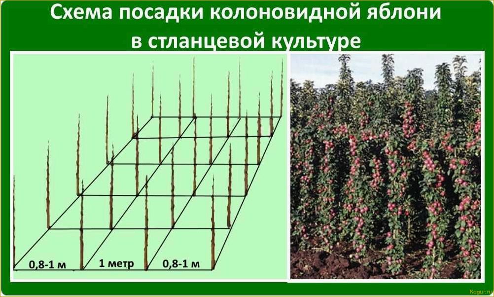 На одной сотке земли можно создать сад с колоновидными плодовыми деревьями