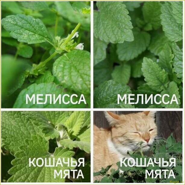 Кому и для чего нужна кошачья мята