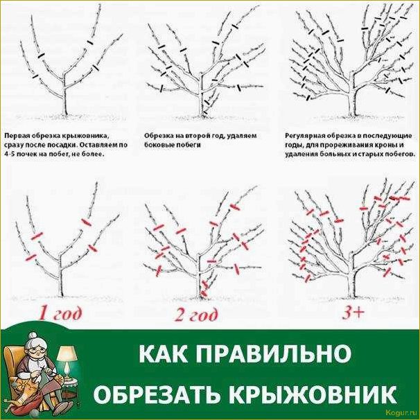 Как правильно посадить и ухаживать за кустарником крыжовника Командор