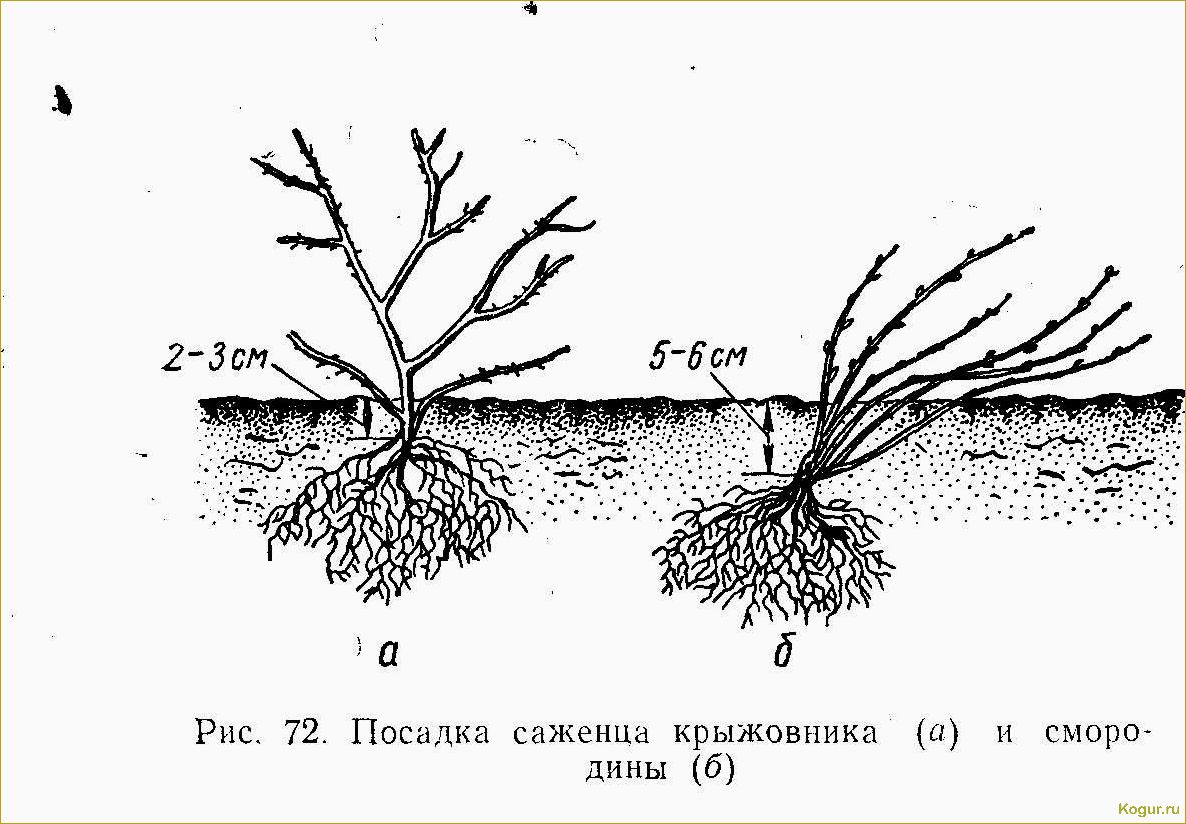 Как правильно посадить и ухаживать за кустарником крыжовника Командор