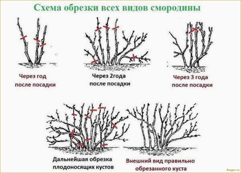 Как правильно посадить и ухаживать за кустарником крыжовника Командор