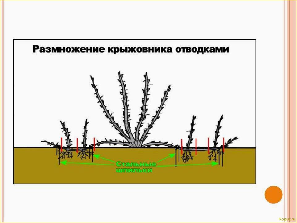 Как правильно посадить и ухаживать за кустарником крыжовника Командор