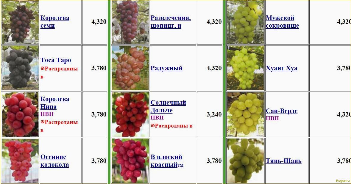 Новые и старые сорта винограда: сравнение и особенности