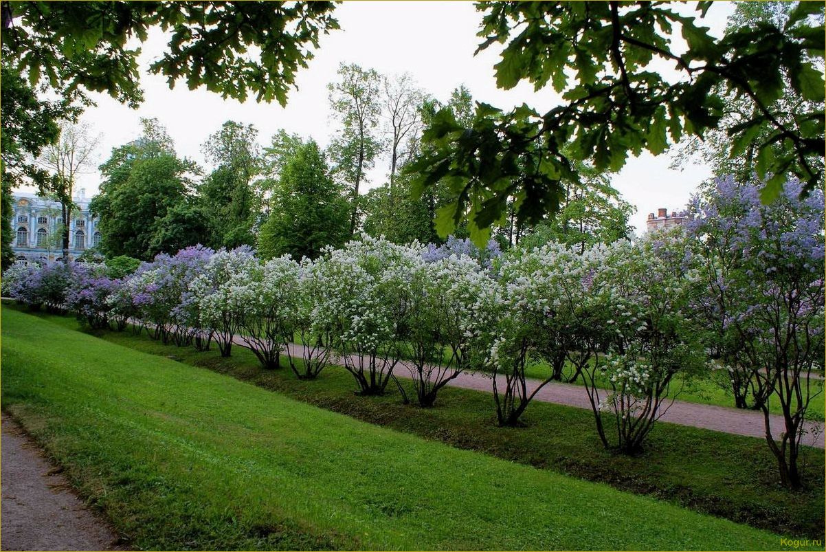 Сирень венгерская: обворожительное украшение для вашего сада