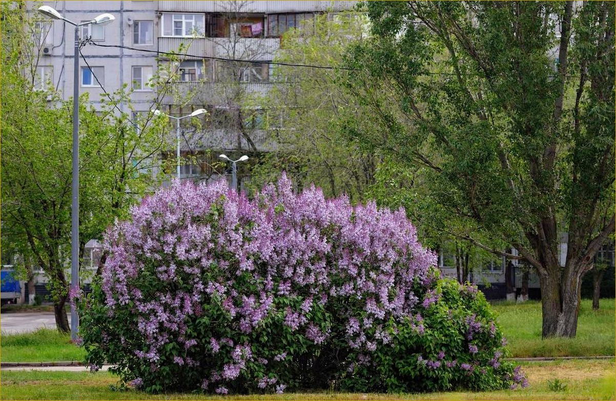 Сирень венгерская: обворожительное украшение для вашего сада