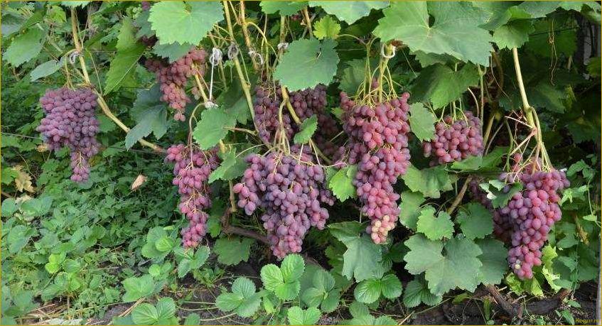 Подробное описание и красочные фотографии сорта винограда Велес: все, что нужно знать о этом уникальном сорте