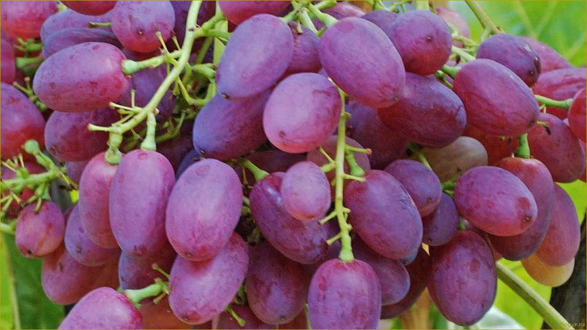 Подробное описание и красочные фотографии сорта винограда Велес: все, что нужно знать о этом уникальном сорте