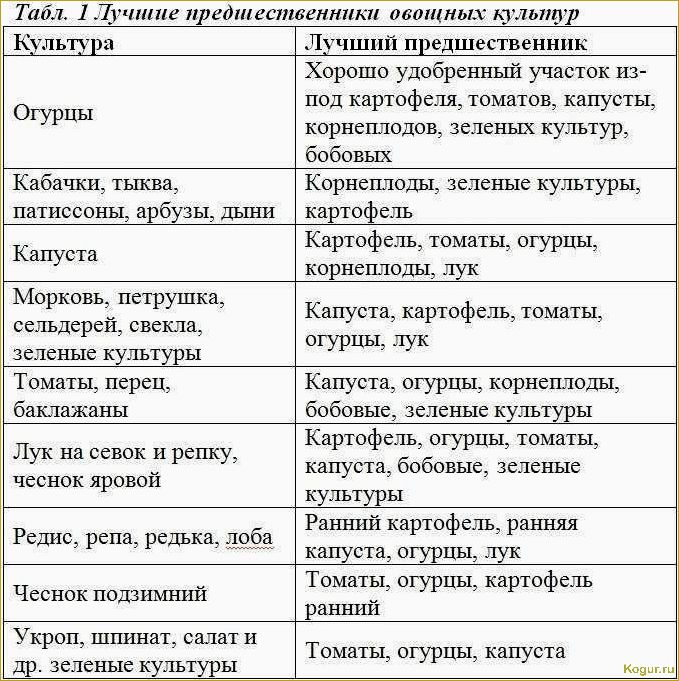 Основные принципы севооборота и рекомендации по посадке после свеклы