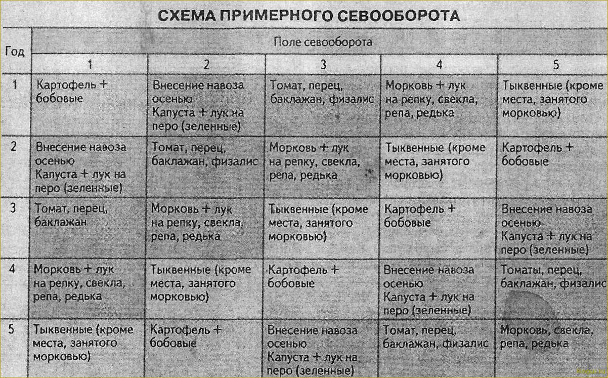 Основные принципы севооборота и рекомендации по посадке после свеклы