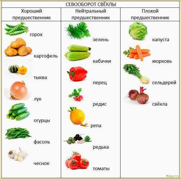 Основные принципы севооборота и рекомендации по посадке после свеклы