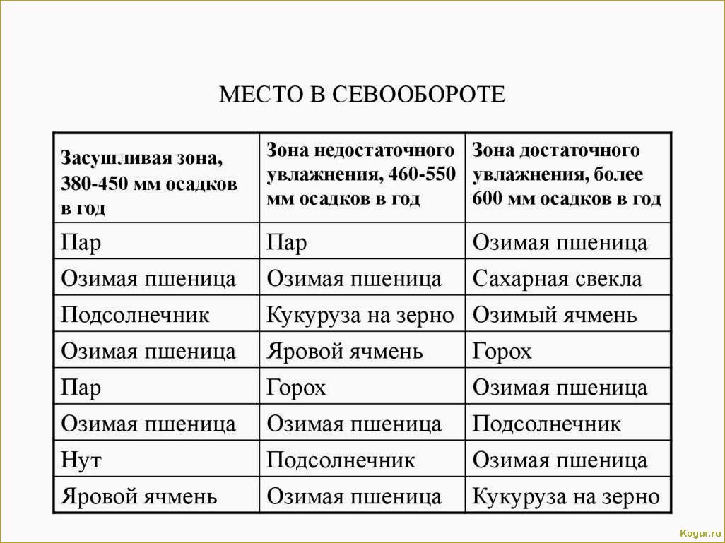 Основные принципы севооборота и рекомендации по посадке после свеклы