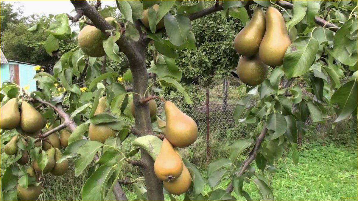 Питательный и полезный сорт груши Елена в нашем саду