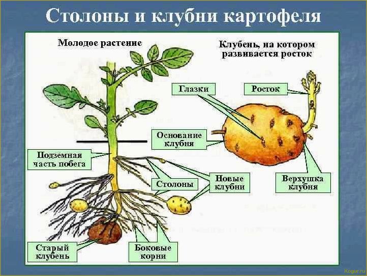 Почему картофель не цветет и как это влияет на растение?