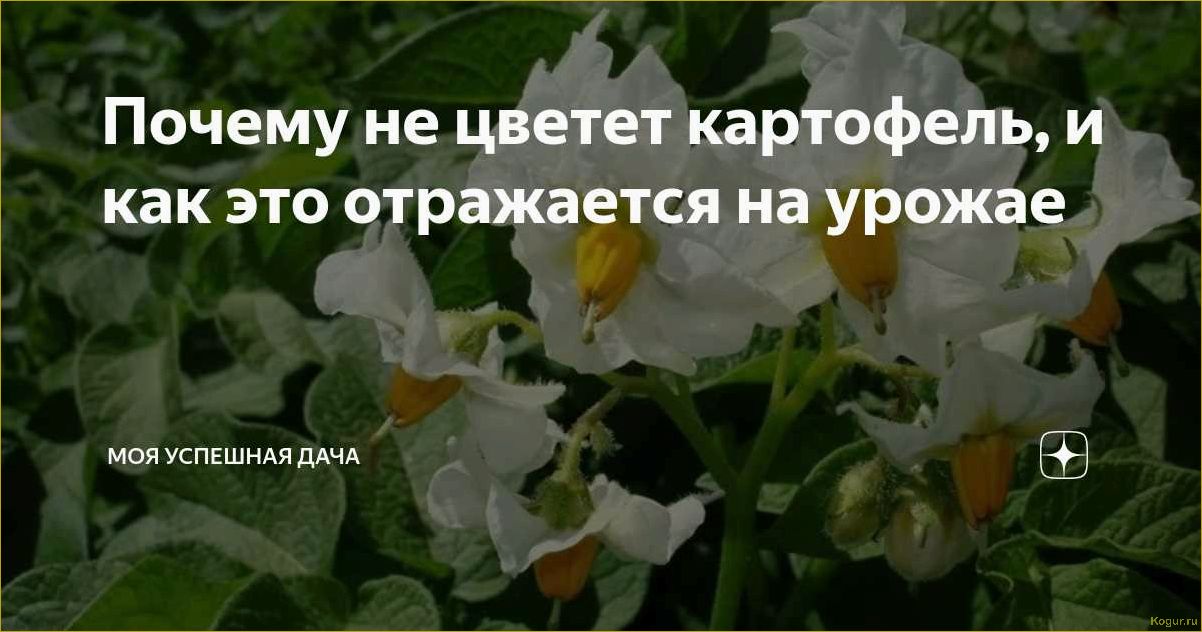 Почему картофель не цветет и как это влияет на растение?