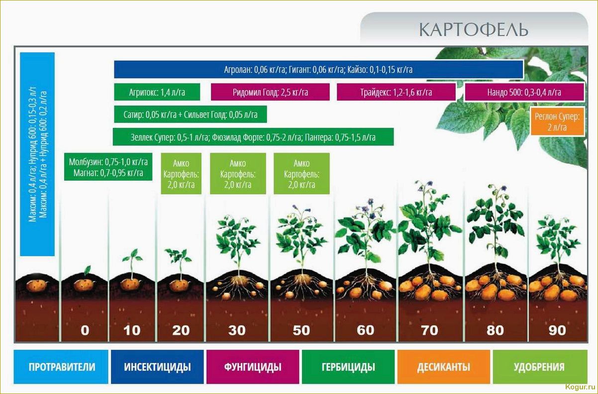 Почему картофель не цветет и как это влияет на растение?