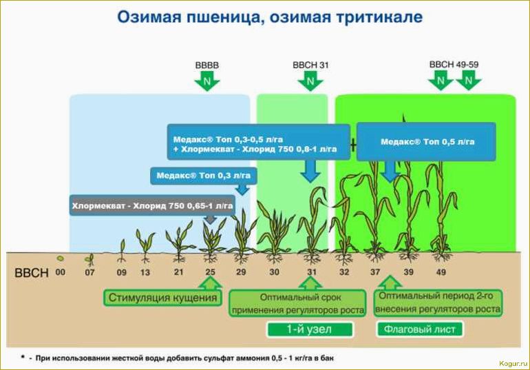 Посадка, выращивание и сбор кукурузы на даче