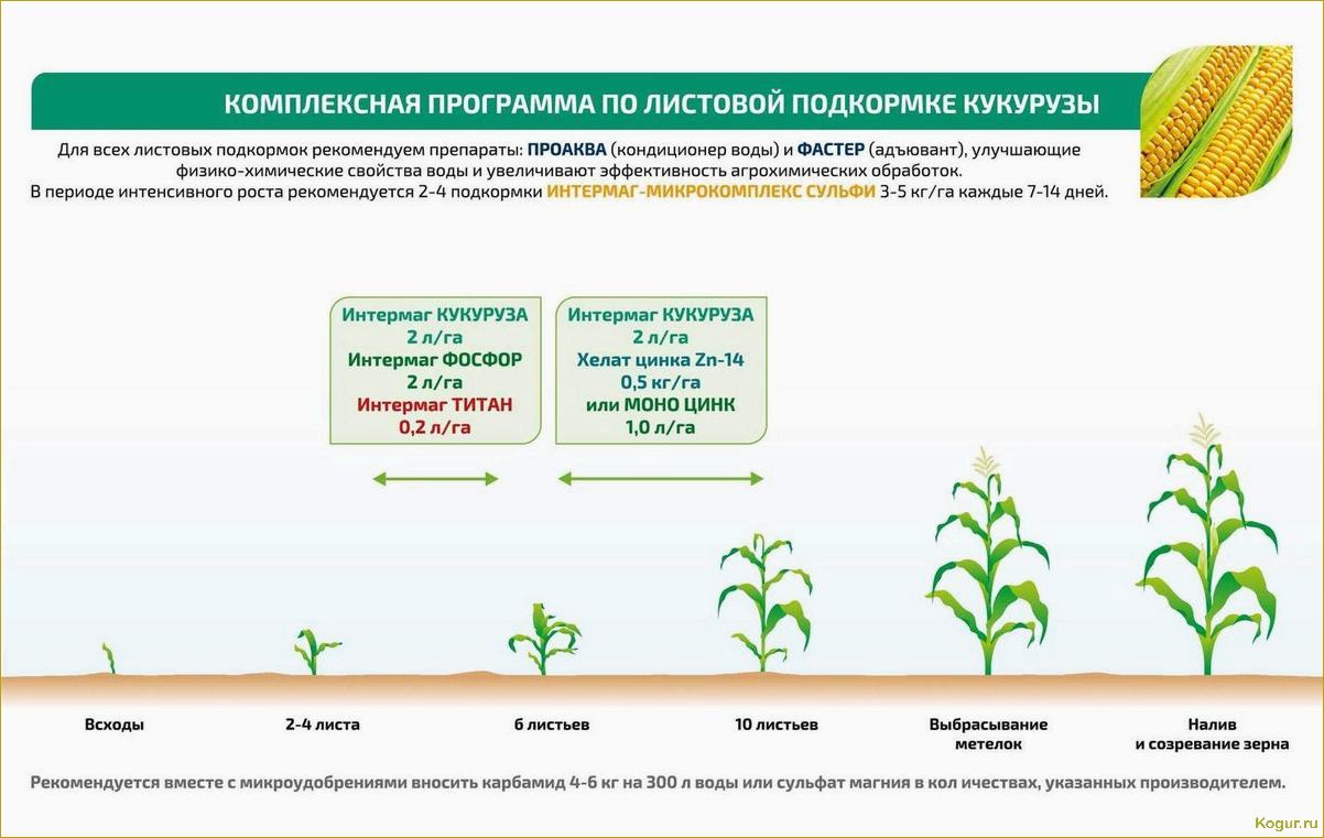 Посадка, выращивание и сбор кукурузы на даче