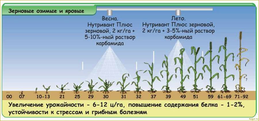 Посадка, выращивание и сбор кукурузы на даче