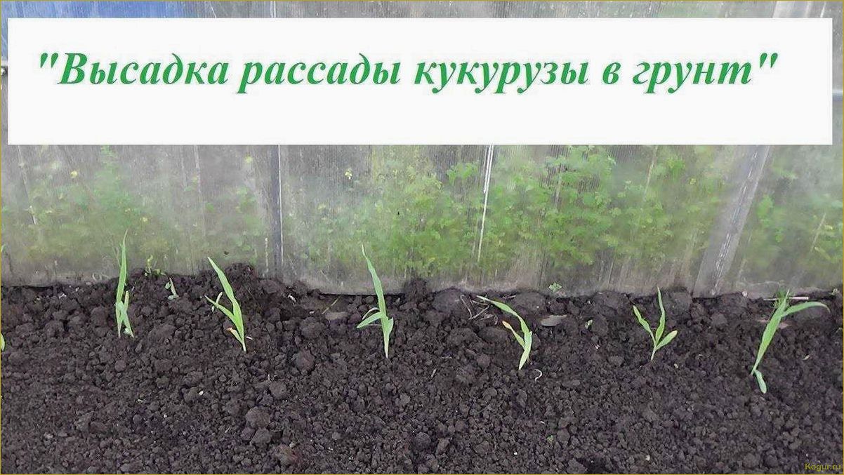 Посадка, выращивание и сбор кукурузы на даче