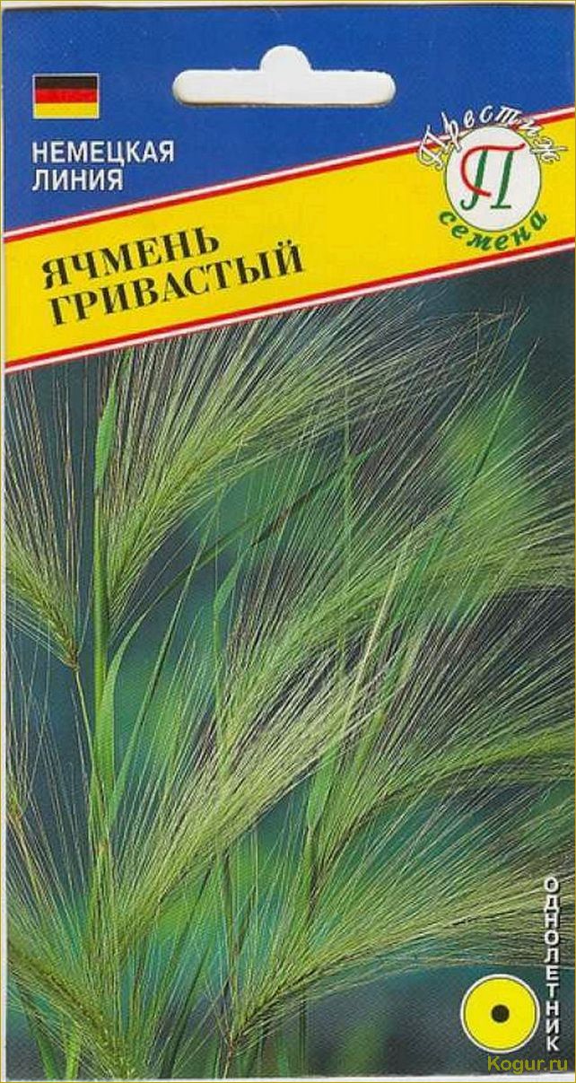 Ячмень гривастый: простота и загадочность в одном растении