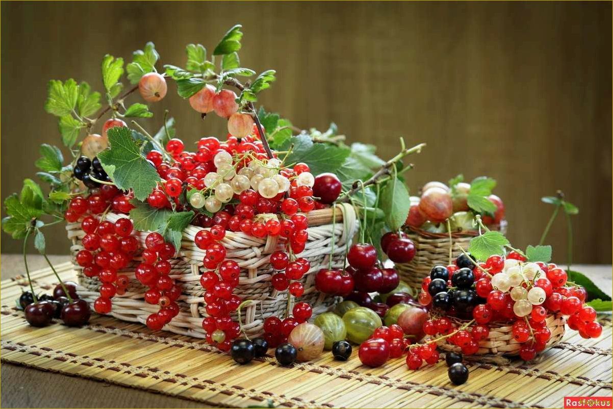 Высокоурожайный крыжовник Консул обеспечит вашу семью сладкими ягодами