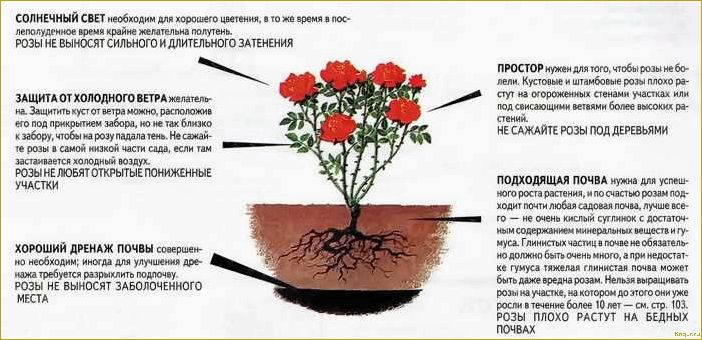 Зимовка многолетних цветов и правила подготовки